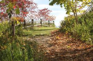 10 Niskanen Autumn Path